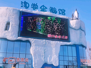 Why Harbin Polarland is the Ultimate “Penguin Parade” Adventure 🐧❄️