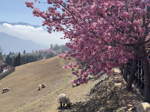Enjoy Cherry Blossoms Without Going Abroad. | Trip.com Nantou