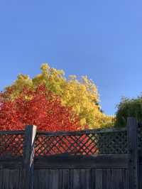 Catch the beauty of the western Fall