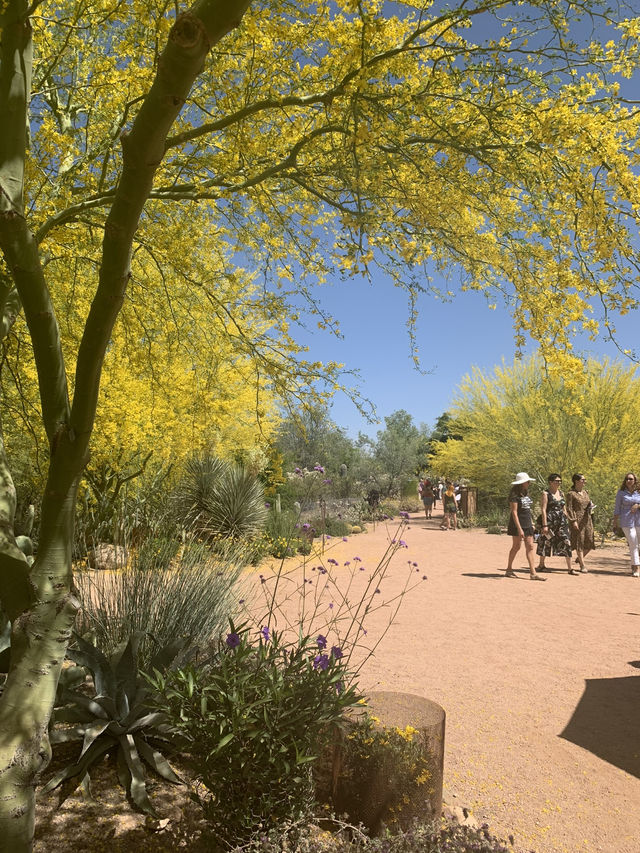 鳳凰城，不能錯過的沙漠植物園