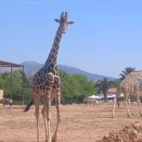 Attica Zoological Park 🐪