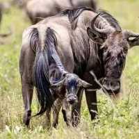 three days safari ngorongoro crater 