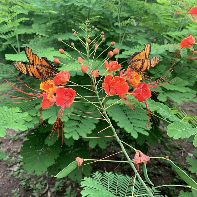 Monteverde butterfly gardens 🦋🦋