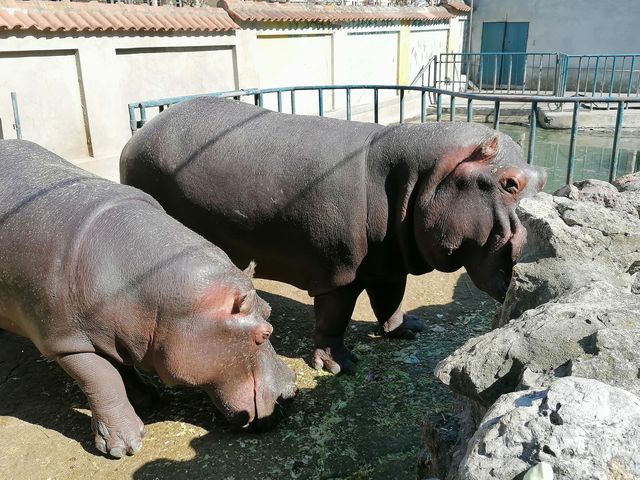 Belgrade Zoo 🐘