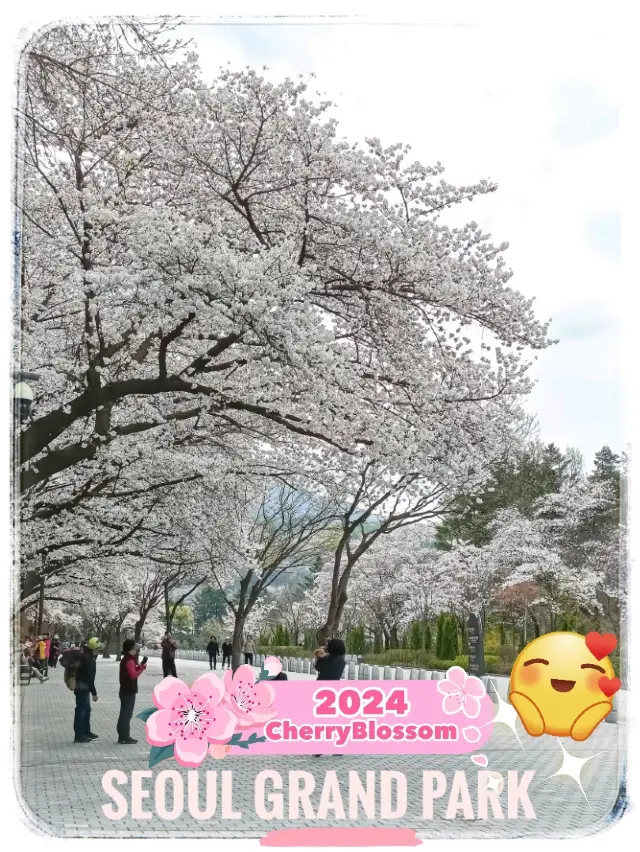 Seoul Grand Park Cherry Blossom Festival