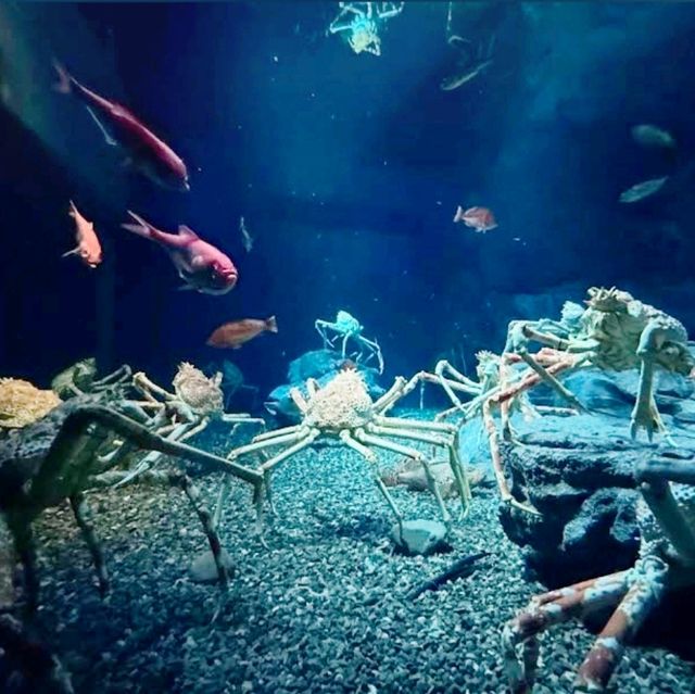 🦭海遊館🐋世界上最大的水族館之一🐠🐬🦀
