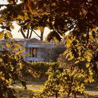 Got lost on Route des Carles and discovered a breathtaking vineyard at golden hour—pure magic!