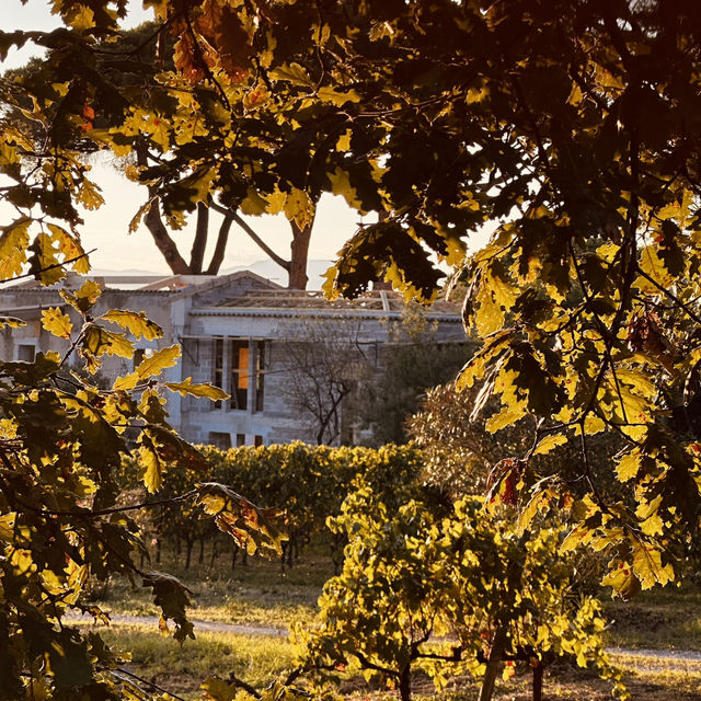 Got lost on Route des Carles and discovered a breathtaking vineyard at golden hour—pure magic!