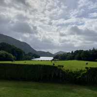 Nature’s Splendor on the Muckross Lake Loop 🍃