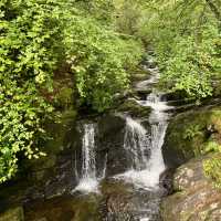 Nature’s Splendor on the Muckross Lake Loop 🍃