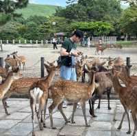 A must-visit to Mount Wakakusa in Japan! ⛰️ 