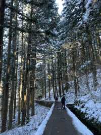 Day Trip from Tokyo to See the Snow Monkeys 🐒