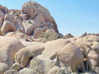 Joshua Tree National Park: A Desert Adventure Wonderland 🌵🎢