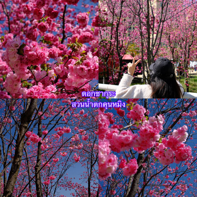 ชมซากุระที่สวนน้ำตกคุนหมิง