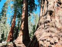 California Dreamin’: 7 Days, 5 National Parks