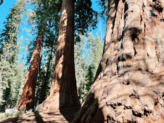 California Dreamin’: 7 Days, 5 National Parks