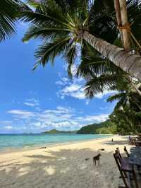 Pig Beach in Palawan: Yes, You Can Swim With Pigs in the Philippines