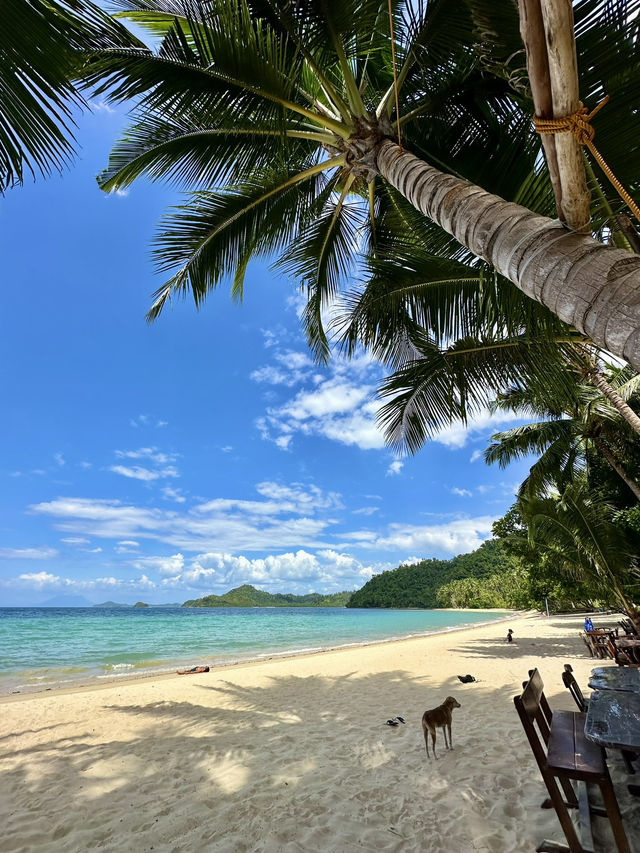Pig Beach in Palawan: Yes, You Can Swim With Pigs in the Philippines