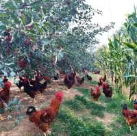 Harvesting Kiwis in Fengyu Village, Shaanxi 🍃🥝🐓