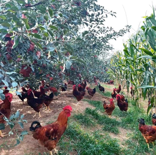 Harvesting Kiwis in Fengyu Village, Shaanxi 🍃🥝🐓