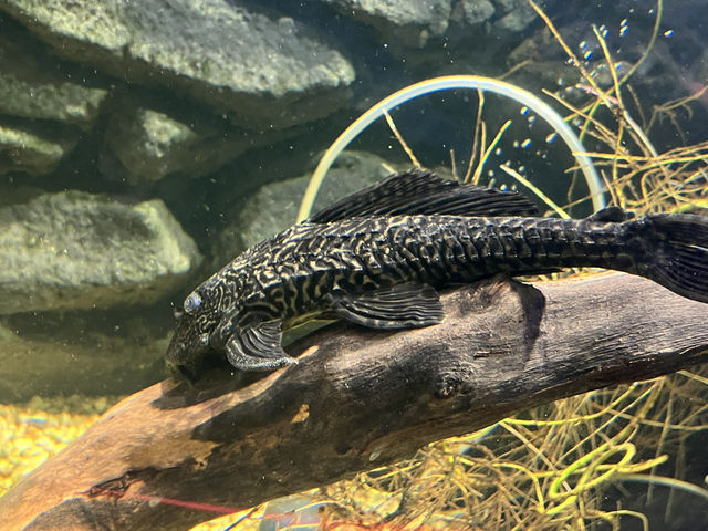 Reptiland Bucharest, Over 40 Species of Reptiles 🦎🐍