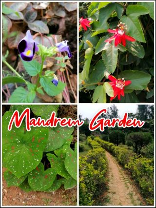 Mandrem Garden: a quiet green corner of North Goa