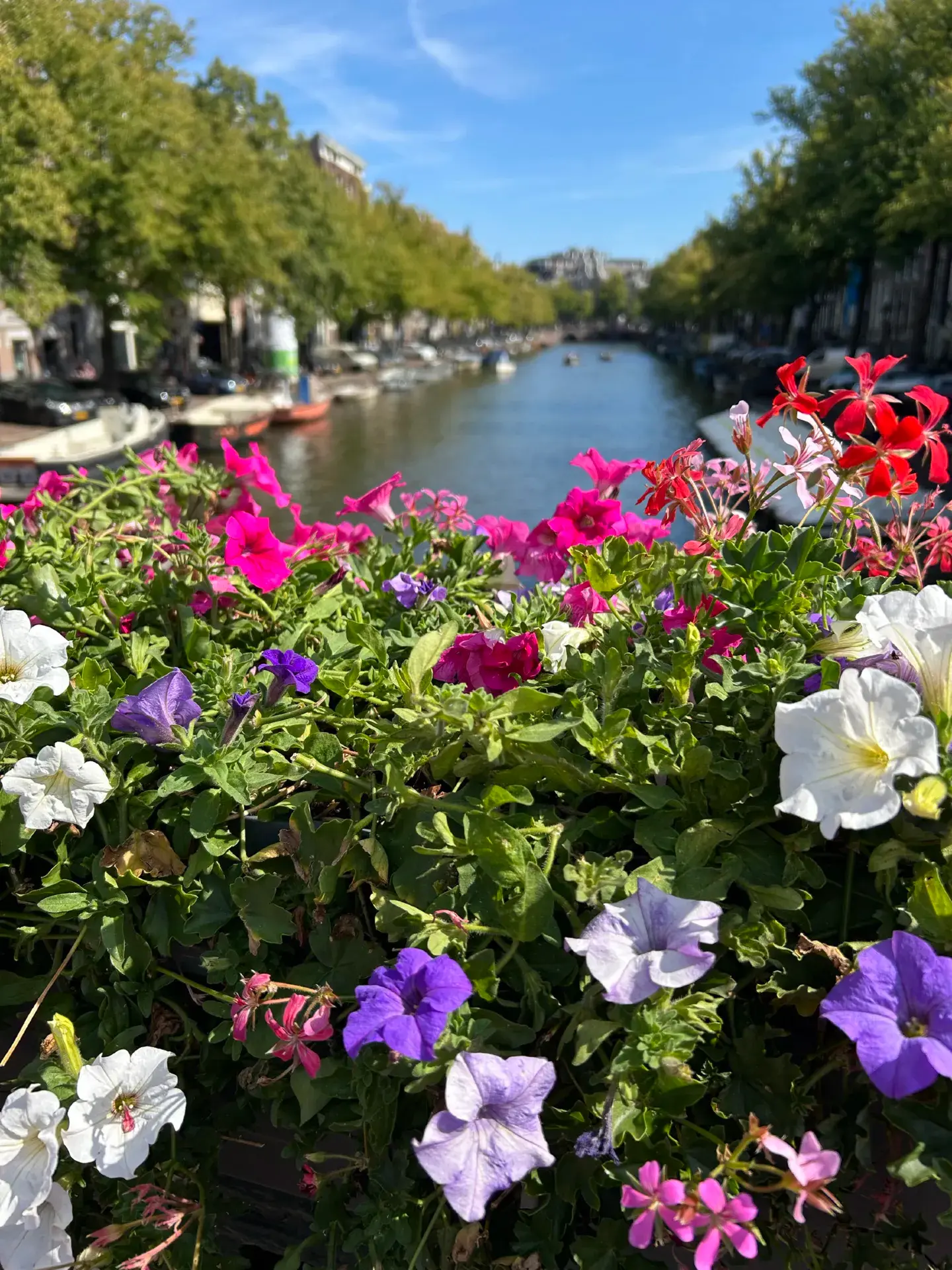 Edgy and Bohemian Amsterdam Artistic Stopover 