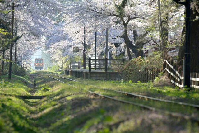 Cherry Blossom Train | Ashino Park in Aomori Prefecture, Japan