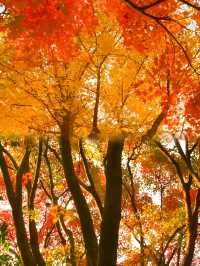 不是日本,真的真的是上海!!