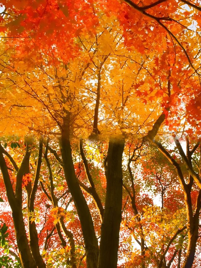 不是日本,真的真的是上海!! 不是日本,真的真的是上海!!