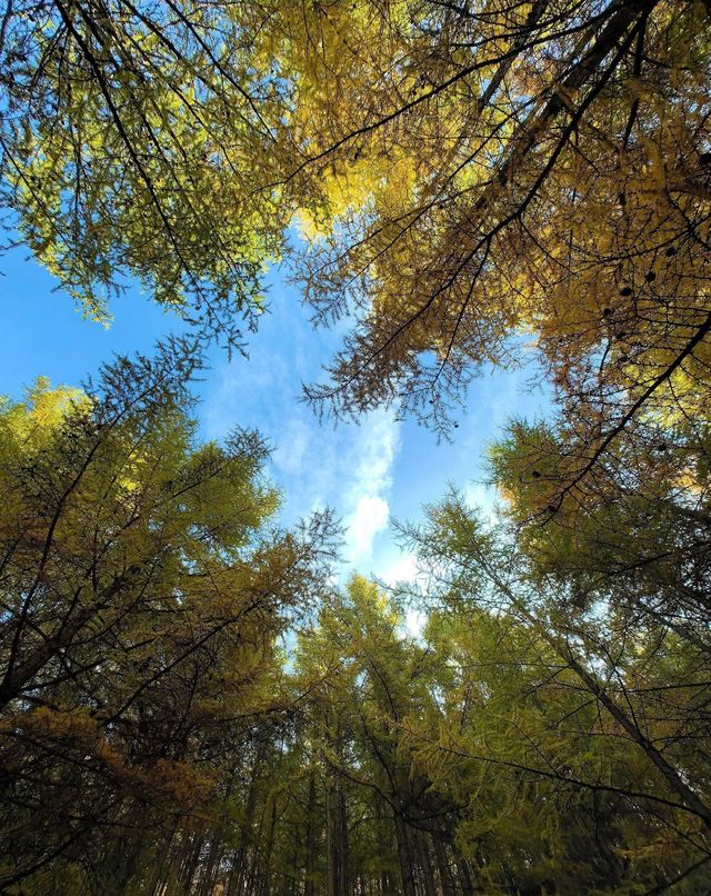 蘇木山森林公園/像是遊走在畫中