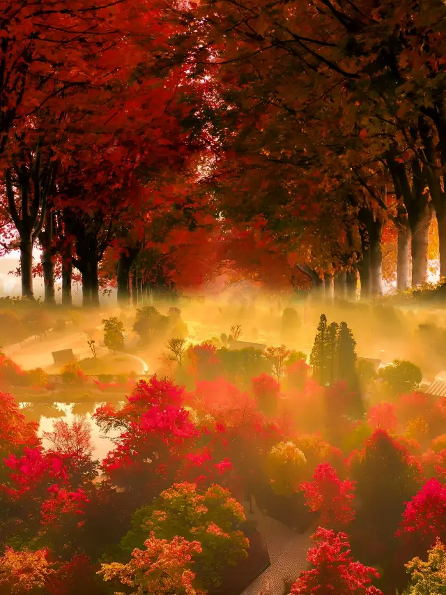 微細な日光が朝霧を通して赤い楓の天平山の秋の海を染める！