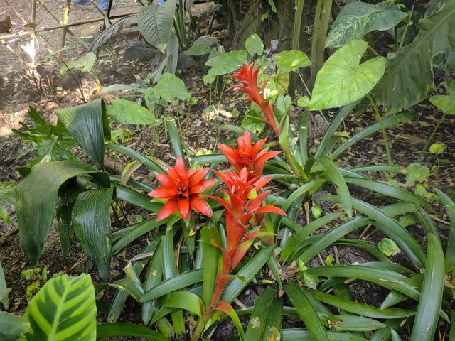 廈門園林植物園