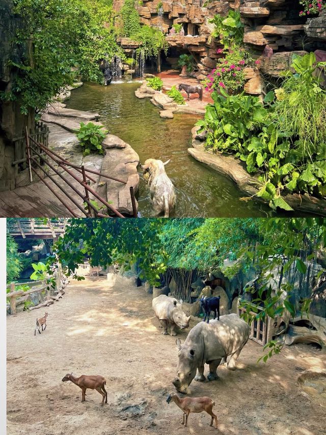 深圳周邊遊|這裡可以遊玩一整天的動物園