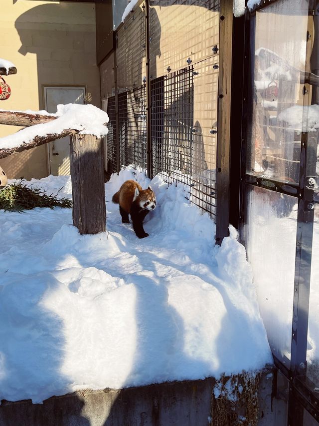 日本北海道最不可錯過的景點旭山動物園親子遊情侶出遊絕佳去處