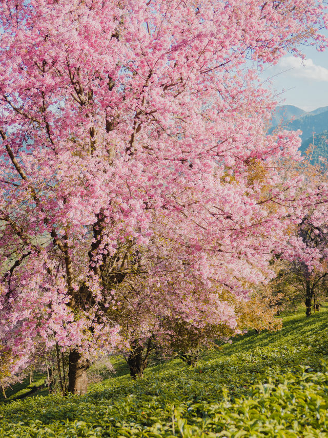 在大理，櫻花不是春天的專屬，在冬天也可以盛開，而無量山櫻花谷就是最佳的賞花地點之一，如果你想冬天去大理的無量山看櫻花，有6件不得不知道的事～