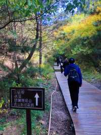 內蒙十一出遊｜馬鞍山國家森林公園