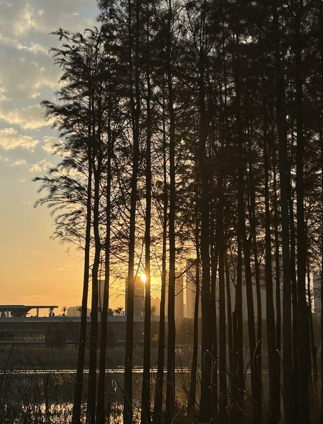 南昌有座“漂浮森林”層林盡染美如畫