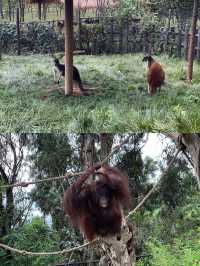 國慶去哪玩？就去雲南野生動物園