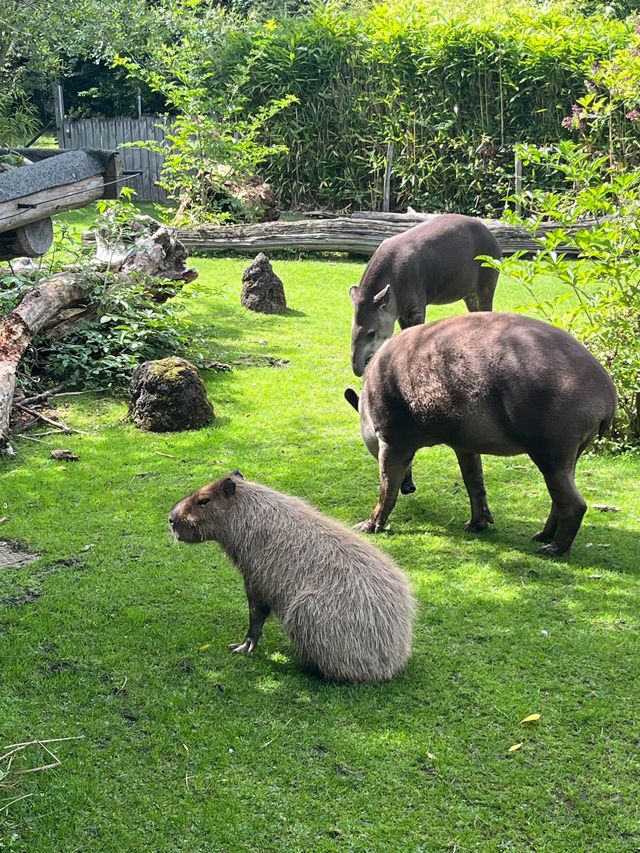 蘇黎世動物園是世界上最好的動物園