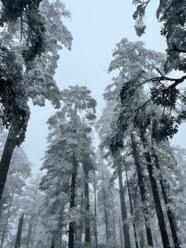 沒下雪之前，都是無趣的冬