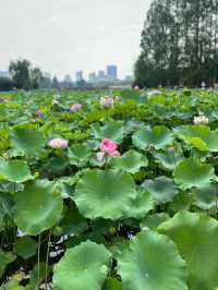 冬季戶外·自由之光·黃興公園