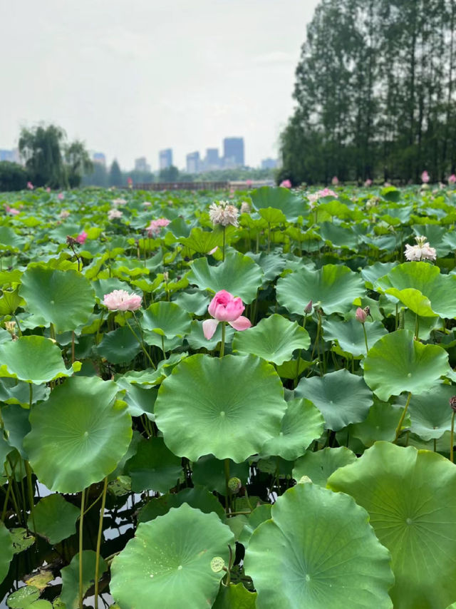 冬季戶外·自由之光·黃興公園