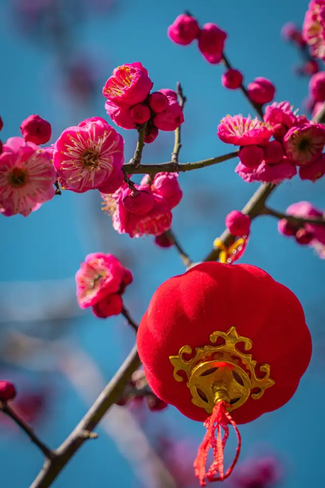 武汉东湖の梅が咲きます