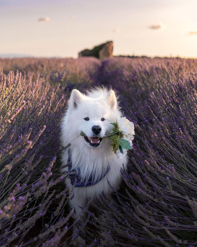 🇫🇷💜 Unveiling the Lavender Paradise! Explore Provence, France with us 🌸🌞