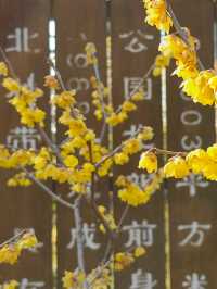 梅花飄香
