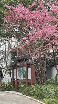 屏山公園賞櫻