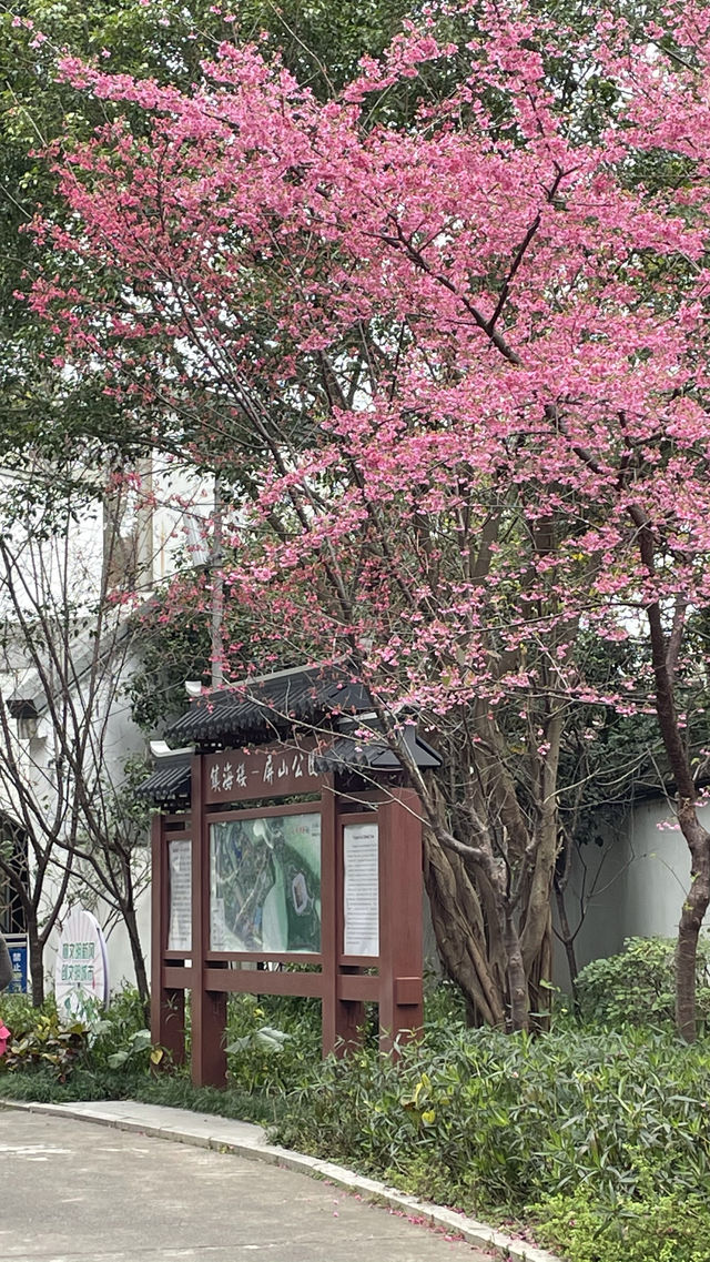 屏山公園賞櫻