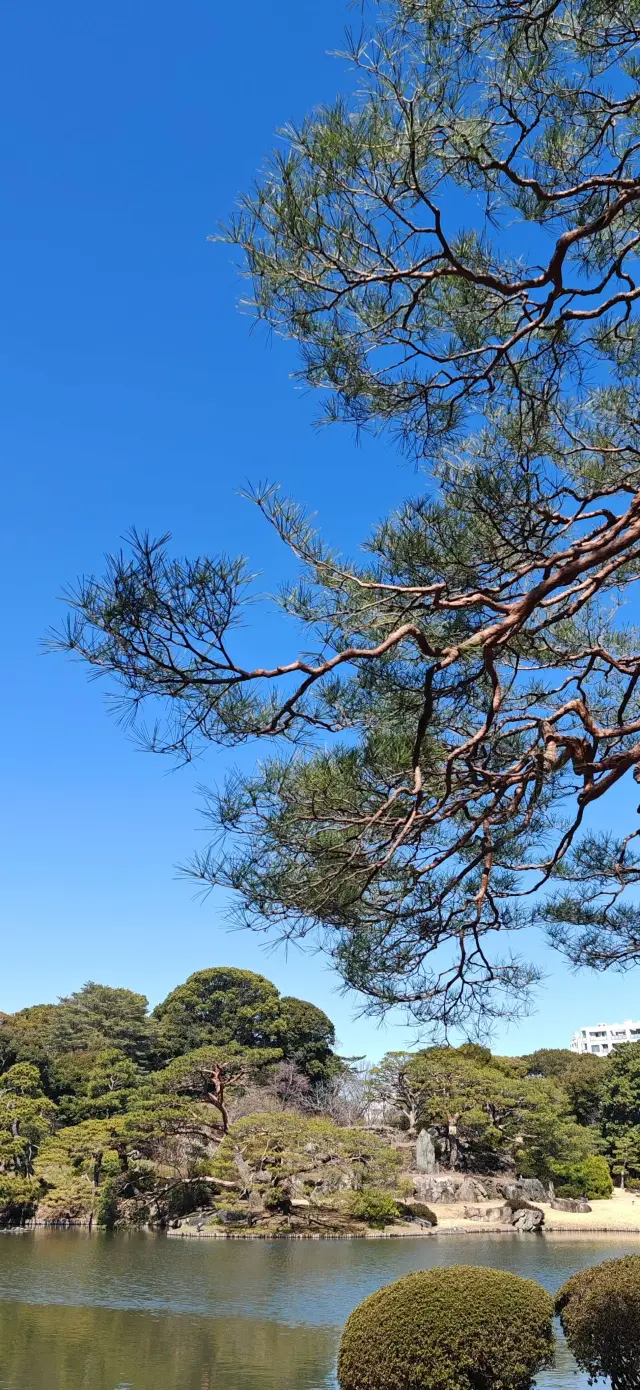 【遊園記】六義園：青松挺且直？瞧這古松的妖嬈多姿