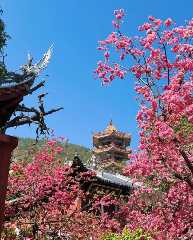Xichang Guangfu Temple | Cherry blossoms are in full bloom